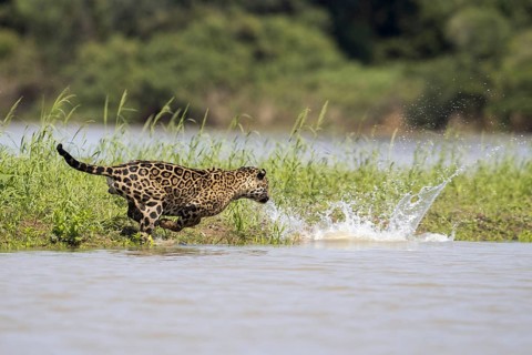 Adult south american jaguar