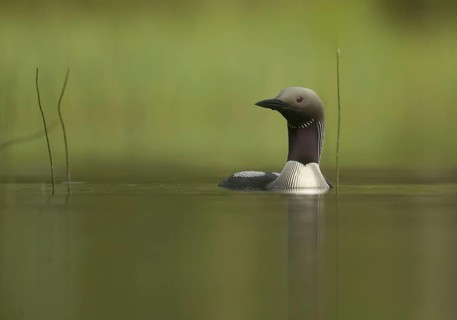 Black-throated Diver