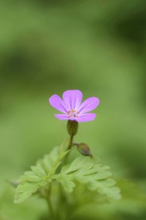 Flowering herb robert