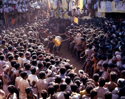 Jallikattu in Alanganallur near Madurai