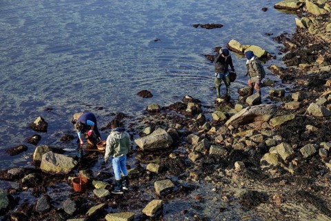 Tidal fishing peche a pied at low tide off Roscoff