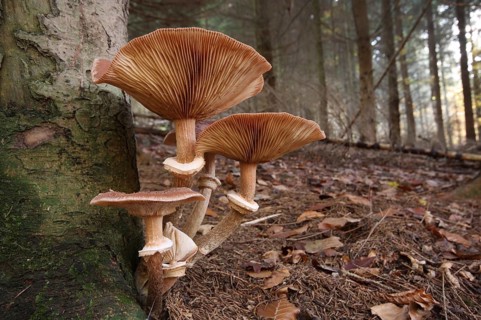 Common armillaria solidipes