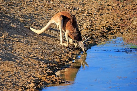 Red kangaroo