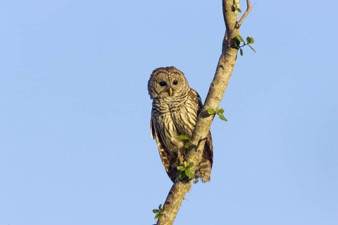 Barred Owl