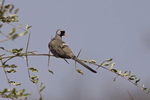 Namaqua dove