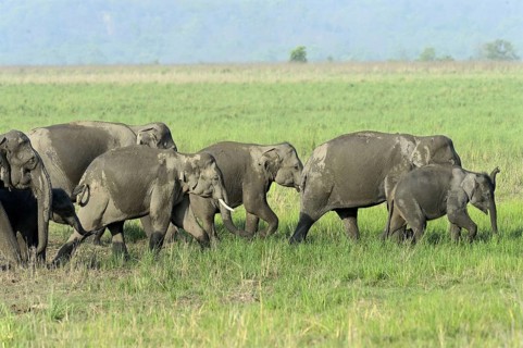 Asian indian elephant