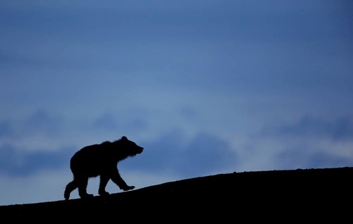 Grizzly bear