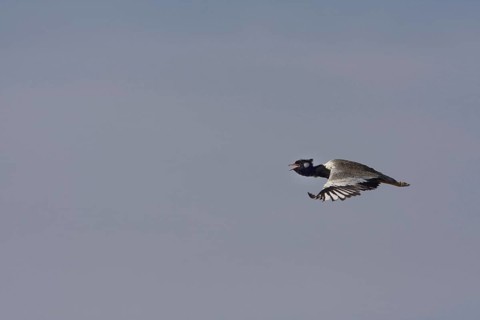 Cackling Bustard