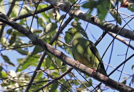 Yellow-bellied Green-pigeon