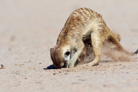 Meerkat
