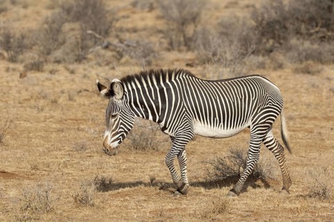 Grevy's grevy's zebra