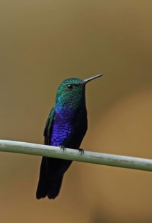 Violet-bellied Hummingbird