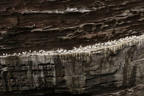 Northern Gannet