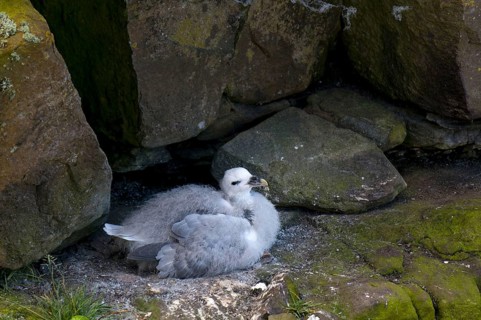 Northern fulmar