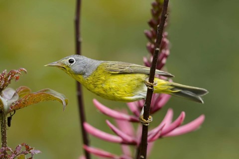 Nashville Warbler