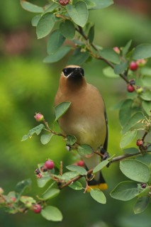 Cedar Waxwing