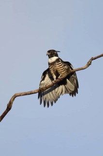 Black baza