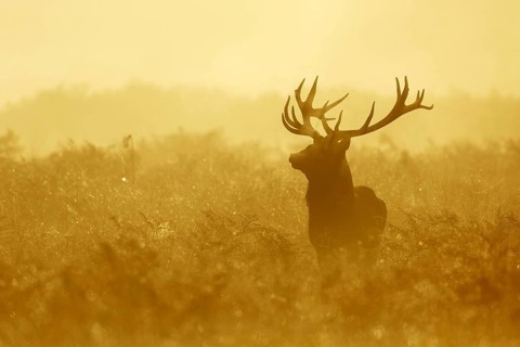 Red deer
