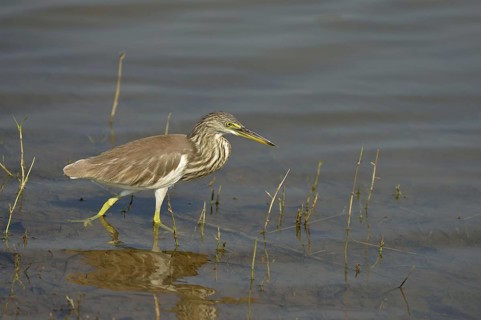 Indian Pond-heron