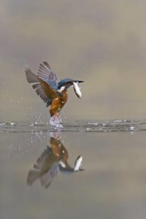 Common Kingfisher