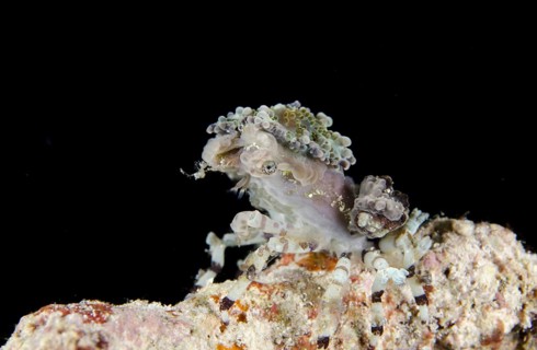 Tubercle spider crabs