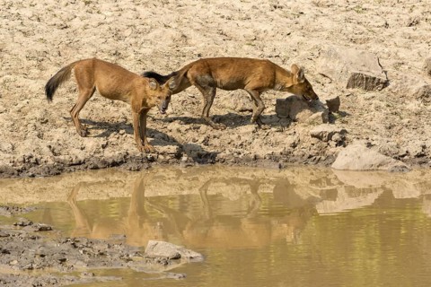 Dhole