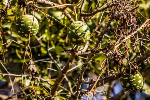 Wild calabash