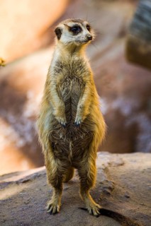 Meerkats
