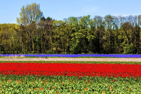 Flowering tulip fields
