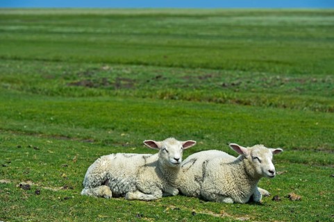 Zwei Laemmer der Texel Schafrasse ruhen auf der Weide im Marschland