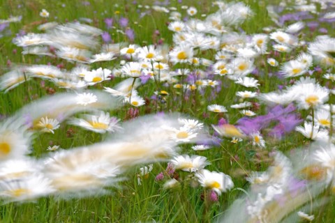 Blur experiment on a flowering meadow in summer