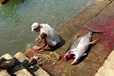 Fishermen gut tuna