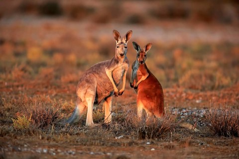 Red Kangaroo