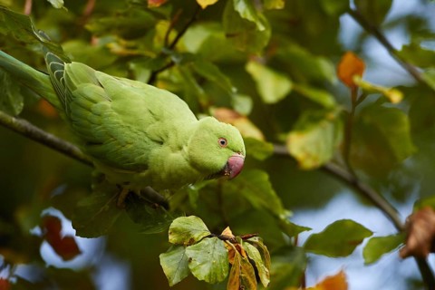 Rose-ringed Parakeet