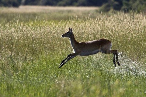 Red lechwe waterbuck