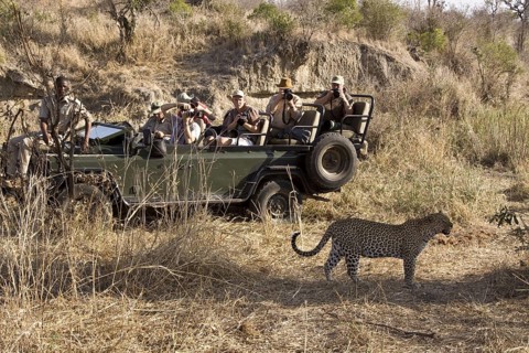 Pardusnian leopard leopards