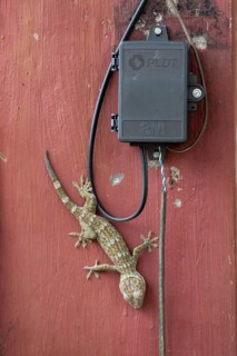 Adult Tokay Gecko