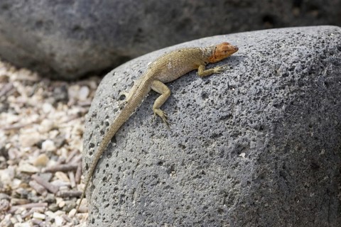 Tropidurus albemarlensis