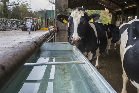 Holstein cattle