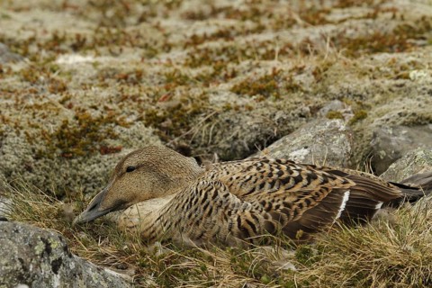 Common eider