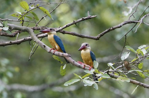 Stork-billed Kingfisher