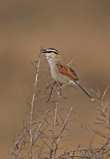 Black-crowned tchagra
