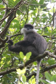 White-bearded langur