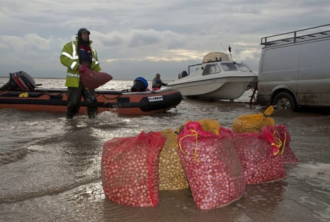 Licensed cockle pickers unloading bags from boats after picking from cockle beds