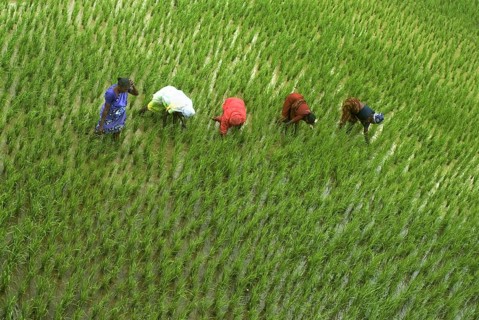Asian rice