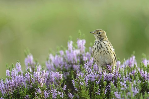 Meadow Pipit