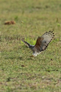 African cuckoo owl