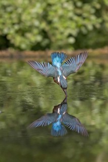 Common Kingfisher