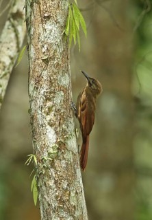 Plain brown forest treecreeper