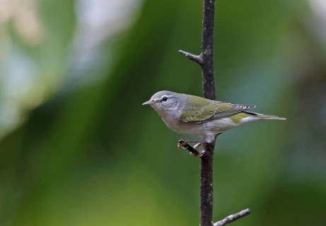 Tennessee Warbler